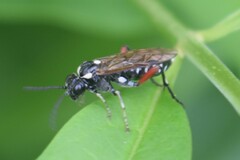 Macrophya punctumalbum