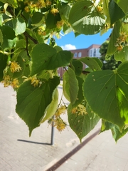 Tilia cordata