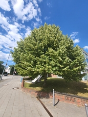 Tilia cordata