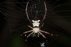 Argiope vietnamensis