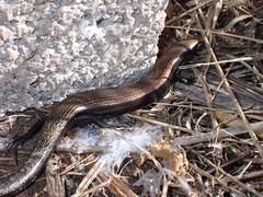Chalcides viridanus