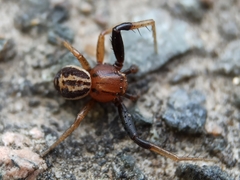 Xysticus erraticus