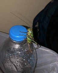 Eupholidoptera schmidti