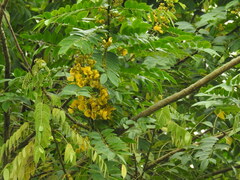 Senna spectabilis
