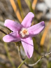 Philotheca salsolifolia