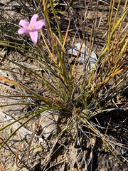 Philotheca salsolifolia