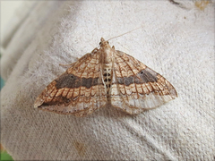 Orthonama evansi