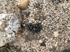 Anacampseros comptonii