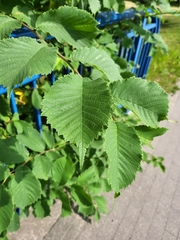 Ulmus