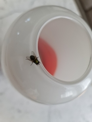 Lucilia sericata