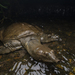 Chinese Softshell Turtle - Photo (c) Lawrence Hylton, some rights reserved (CC BY), uploaded by Lawrence Hylton