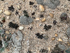 Anacampseros comptonii