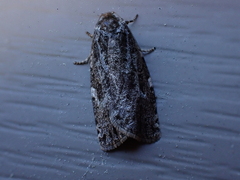 Choristoneura fumiferana