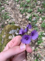 Soldanella montana