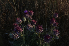 Cynara syriaca