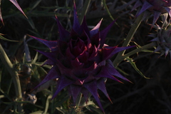 Cynara syriaca