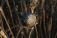 Cynara syriaca