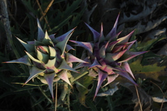 Cynara syriaca