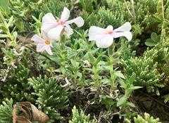 Phlox alyssifolia
