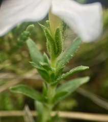 Phlox alyssifolia