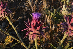 Cynara syriaca