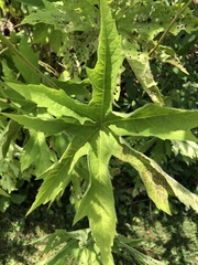 Napaea dioica