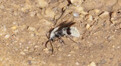 Dasymutilla eminentia