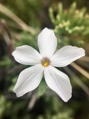 Phlox alyssifolia