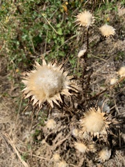 Silybum marianum