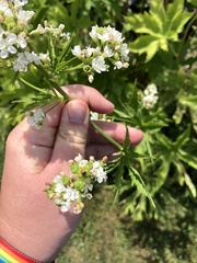 Napaea dioica