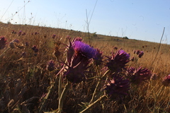 Cynara syriaca