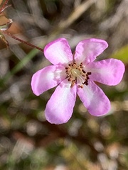 Bauera microphylla