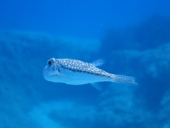 Torquigener flavimaculosus