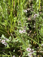 Lysimachia maritima
