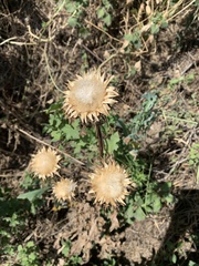 Silybum marianum