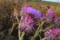 Cynara syriaca