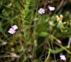Agalinis obtusifolia