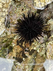 Echinometra vanbrunti