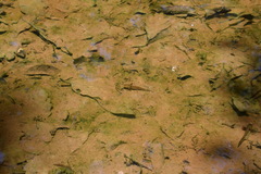 Ambystoma talpoideum