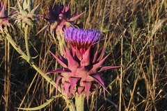Cynara syriaca