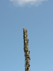 Alauda arvensis arvensis