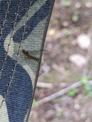 Ephemera vulgata