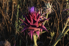 Cynara syriaca