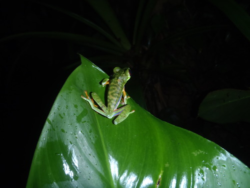 Agalychnis saltator