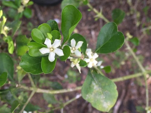 Randia obcordata (Randia rhagocarpa) · iNaturalist Mexico