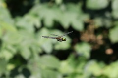 Somatochlora flavomaculata