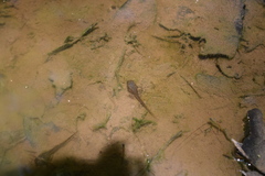 Pseudacris crucifer