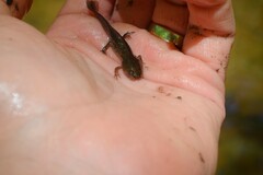 Ambystoma talpoideum