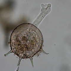 Centropyxis aculeata