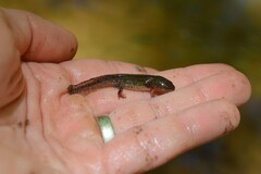 Ambystoma talpoideum